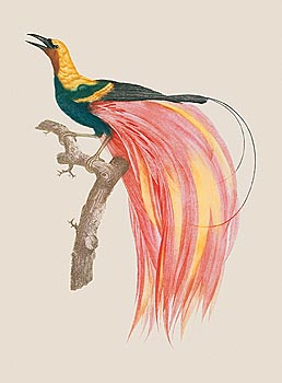 NATURAL HISTORY & ORNITHOLOGY